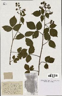 spécimen de Rubus mucronipetalus