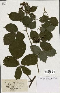 spécimen de Rubus multifidus