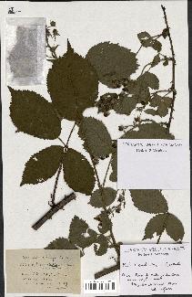 spécimen de Rubus constrictus