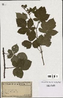 spécimen de Rubus ciliatus