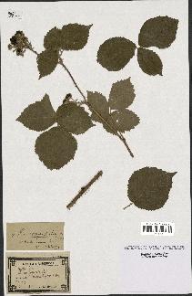 spécimen de Rubus cuspidatus