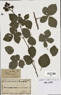 spécimen de Rubus cuspidatus