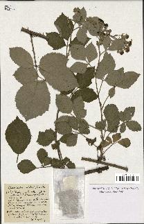 spécimen de Rubus phyllostachys