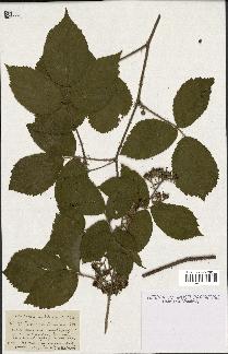 spécimen de Rubus polyadenus