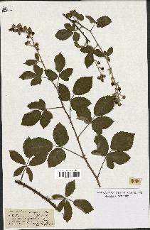 spécimen de Rubus polyanthus