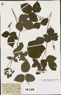 spécimen de Rubus rubriflorus