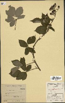 spécimen de Rubus macrostemon