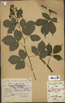 spécimen de Rubus melanoxylon