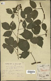 spécimen de Rubus melanoxylon