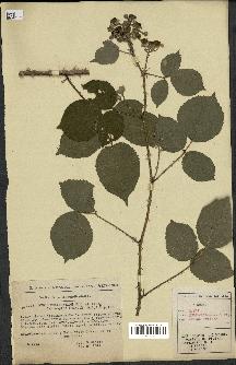 spécimen de Rubus melanoxylon