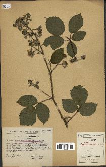 spécimen de Rubus melanoxylon