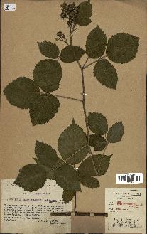 spécimen de Rubus melanoxylon