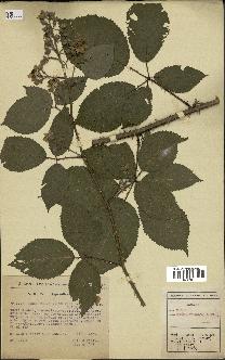 spécimen de Rubus melanoxylon