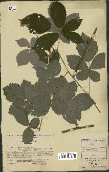 spécimen de Rubus argenteus