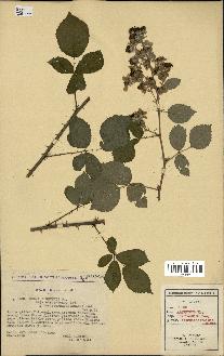 spécimen de Rubus argenteus