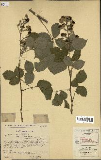 spécimen de Rubus argenteus