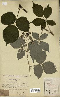 spécimen de Rubus argenteus