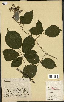 spécimen de Rubus argenteus