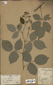 spécimen de Rubus bifrons