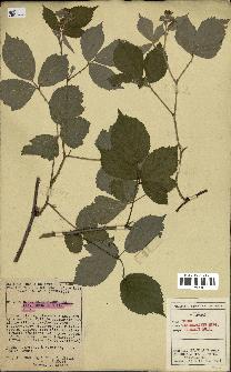 spécimen de Rubus macrostachys