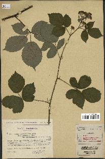 spécimen de Rubus macrostachys