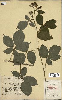 spécimen de Rubus macrostachys