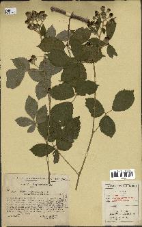 spécimen de Rubus macrostachys