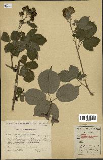 spécimen de Rubus macrostachys