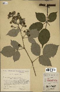 spécimen de Rubus macrostachys