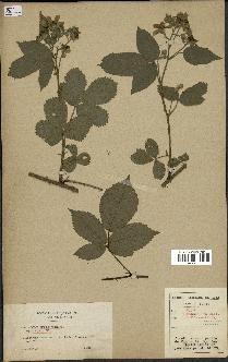 spécimen de Rubus macrostachys