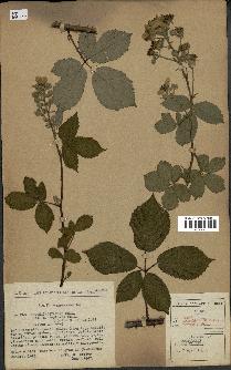 spécimen de Rubus macrostachys