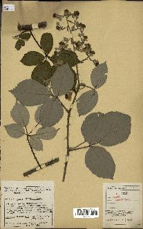 spécimen de Rubus bifrons