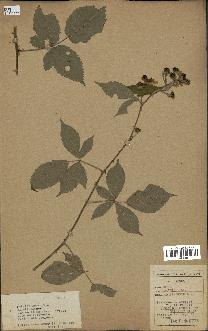 spécimen de Rubus argenteus