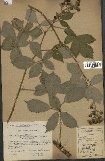 spécimen de Rubus argenteus