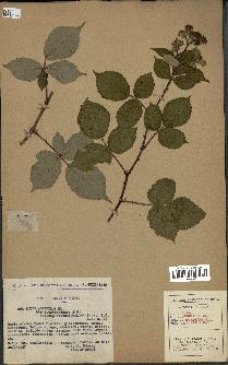 spécimen de Rubus argenteus