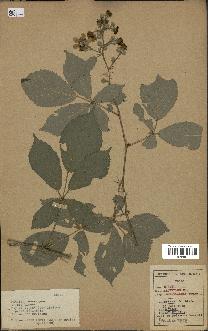 spécimen de Rubus argenteus