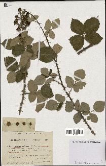 spécimen de Rubus collinus