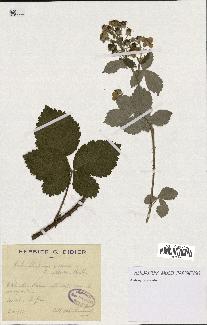 spécimen de Rubus deltoideus