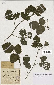 spécimen de Rubus caesius