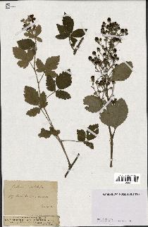 spécimen de Rubus tomentosus