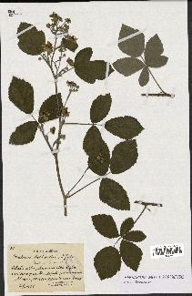 spécimen de Rubus deltoideus