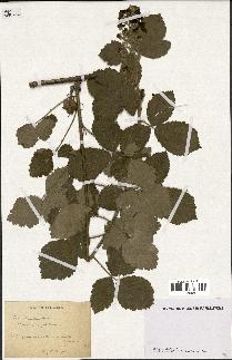 spécimen de Rubus tomentosus