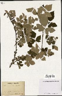 spécimen de Rubus tomentosus