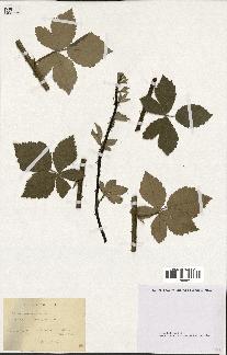 spécimen de Rubus tomentosus
