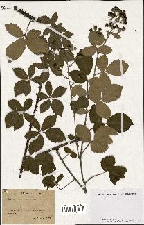 spécimen de Rubus tomentosus