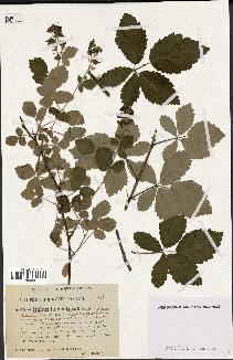 spécimen de Rubus tomentosus