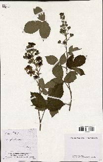 spécimen de Rubus fragrans