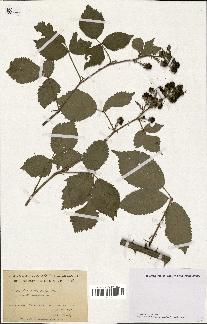 spécimen de Rubus thyrsiflorus