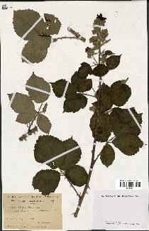 spécimen de Rubus thyrsiflorus