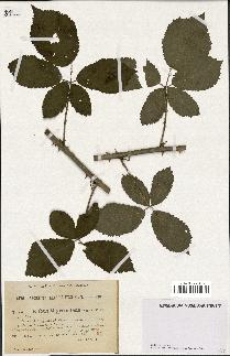 spécimen de Rubus thyrsiflorus